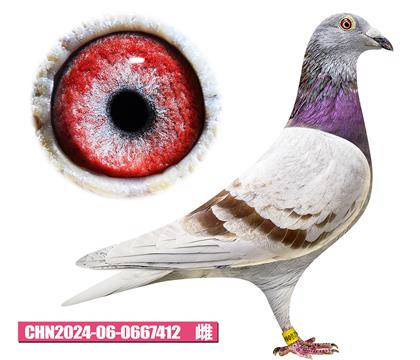 范登布克-好紅先生412