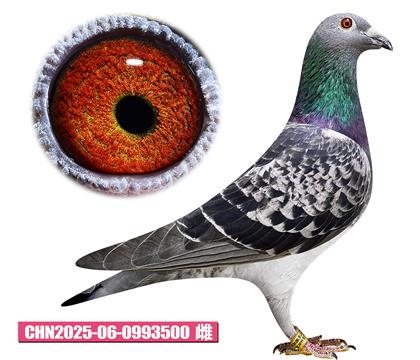 喬斯喬森-宇宙之星500