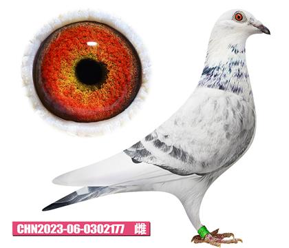 噶斯頓-魅影少女177