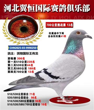 血戰(zhàn)到底秋季700公里全會(huì)僅歸巢41羽13名