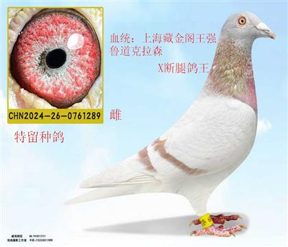 剃須刀劉誠(chéng)斷腿鴿王X藏金閣王強(qiáng)魯?shù)揽死? width=