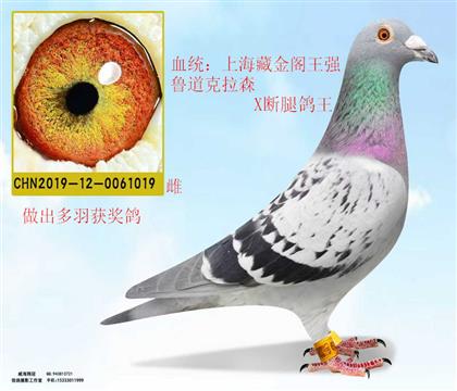 剃須刀劉誠(chéng)斷腿鴿王X藏金閣王強(qiáng)魯?shù)揽死? width=