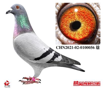 W(lin)׵ϣ֮HѪ056