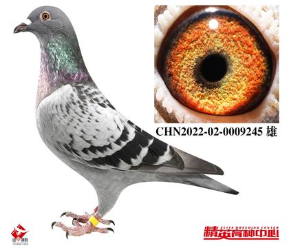 W(lin)¸׵ֱXֱŮ245