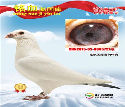 W(lin)?sh)ɭ?00ֱO727