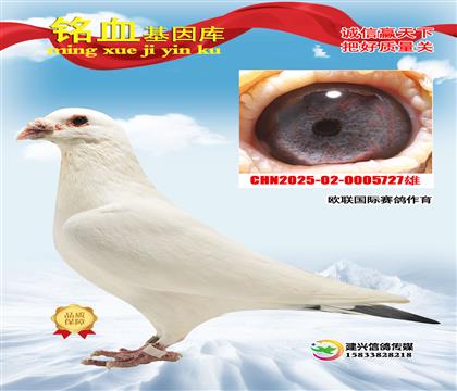 W(lin)?sh)ɭ?00ֱO727