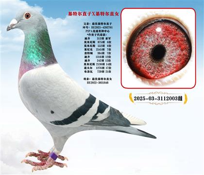 基特爾直子X基特爾直女“近親種鴿”