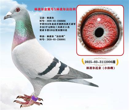 林波爾“金翼號”X林波爾“法拉利”