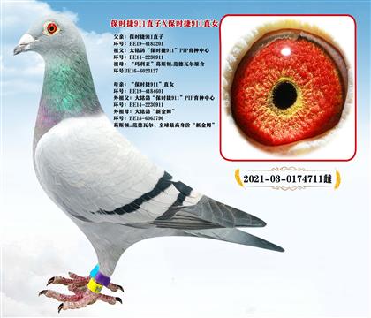 近親種鴿“保時捷911直子X保時捷911直女”