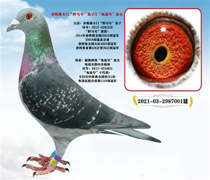 喬斯佛卡門”野馬號“直子X”電流號“|直女