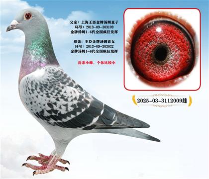 上海王臣”金牌湯姆近親直孫“桑杰士