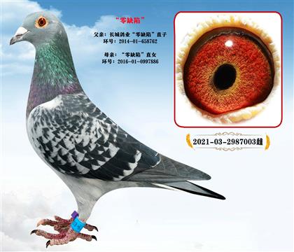 長城鴿業(yè)”零缺陷“近親直孫