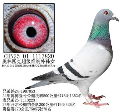 奧林匹克超級維納外孫女-12