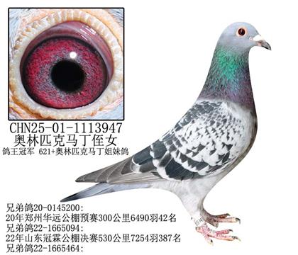 利奧奧林匹克馬丁侄女-15