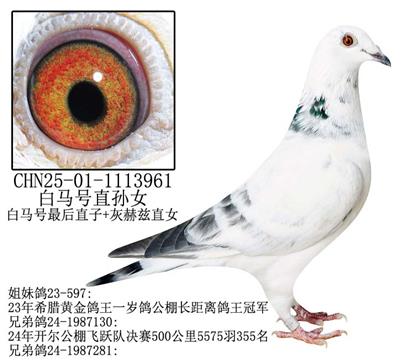 白馬號直孫女-16