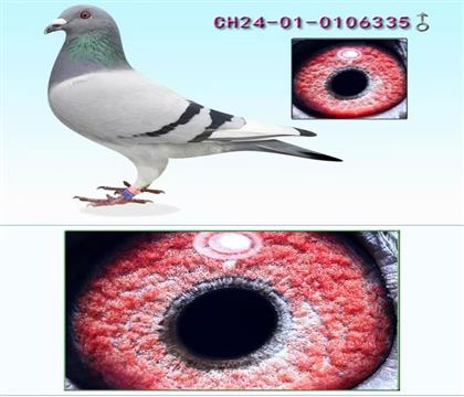 ���գ����WX����335