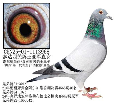 泰達四關(guān)鴿王亞軍直女-17