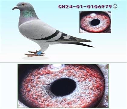 ���������S����ֱ�OŮ979