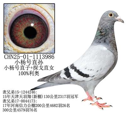 利奧小楊號直孫-18