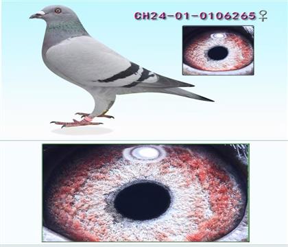 ���գ����WX�����������һ�������ͳ���(ji��ng)��265