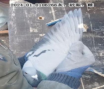 գWXһͳ(jing)265