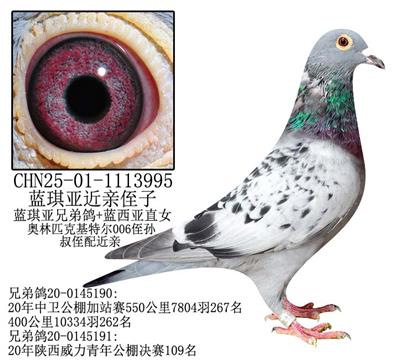 藍琪亞(琳莎)近親侄子-19