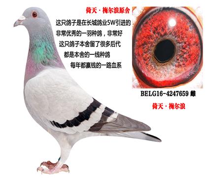 졤÷ԭNLI(y)M(jn)