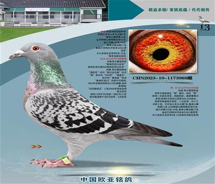 Wԭʼ03H073XֱOŮ063