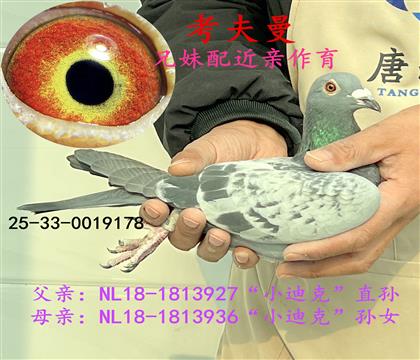 考夫曼(兄妹配近親)