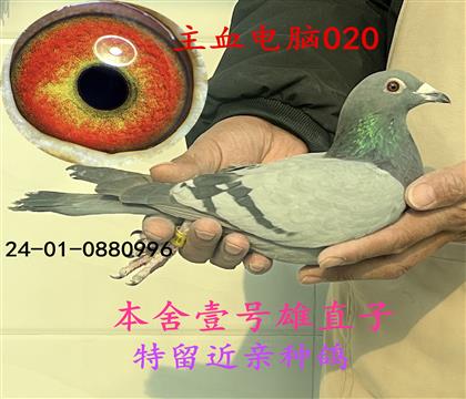 壹號(hào)雄直子