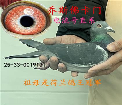 喬斯佛卡門(mén)(電流號(hào))直系