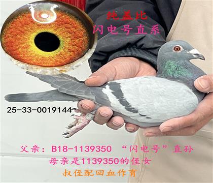 純蓋比(閃電號(hào))直系