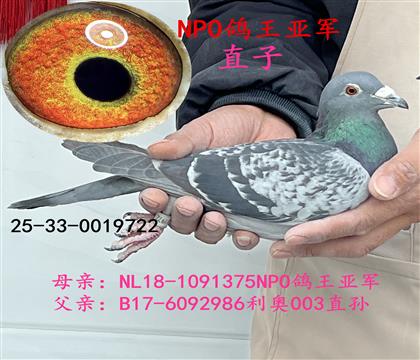 NPO鴿王亞軍直子