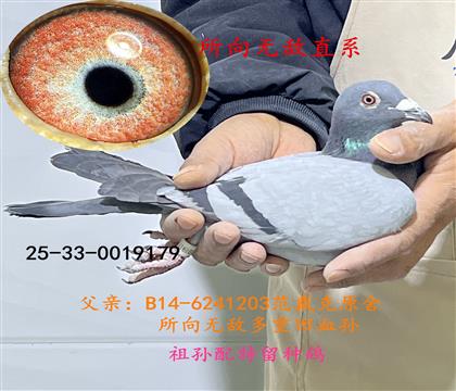 所向無(wú)敵直系