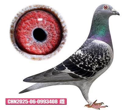 考夫曼-迪克佳人408