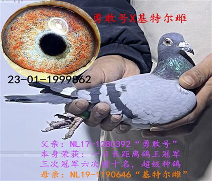 勇敢號(hào)X基特爾雌