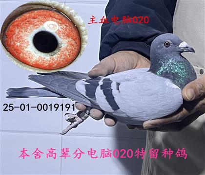 主血電腦020(推薦雄鴿)