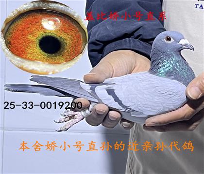 蓋比嬌小號(hào)