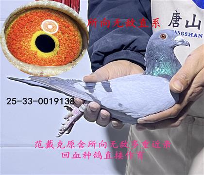 所向無(wú)敵直系