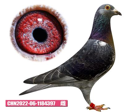 佛卡門-電流公主397