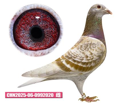 范登布克-好紅佳人020