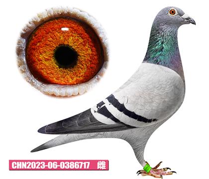 噶斯頓-奶酪女神717