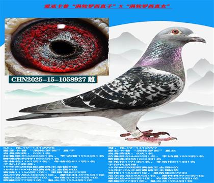 (公棚利器)爱亚卡普“涡轮罗西直子”X“涡轮罗西直女”