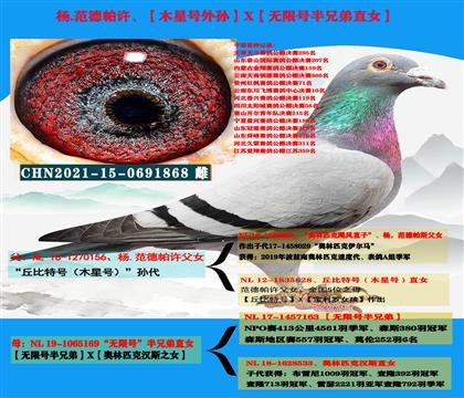 (重点推荐)杨范德帕许“丘比特号外孙”X“无限号半兄弟直女”