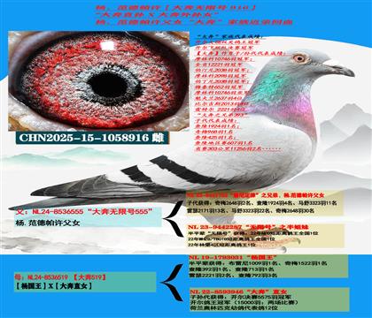 (重点推荐 公棚利器)杨范德帕许“大奔直孙”X“大奔外孙女”