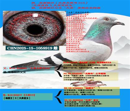 (重点推荐 公棚利器)杨范德帕许“大奔直孙”X“大奔外孙女”