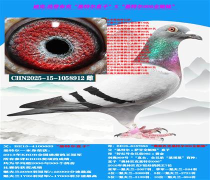 范登布克“基特尔”直子X“基特尔006”全姐妹