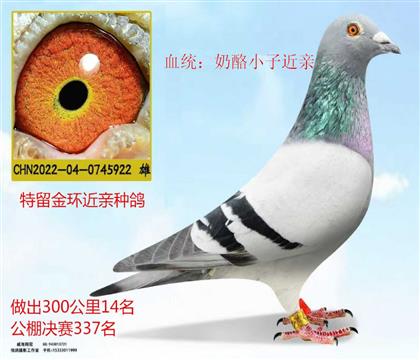 金環(huán)長(zhǎng)城鴿業(yè)奶酪近親