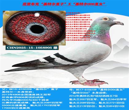 迪克 范登布克“基特尔”直子X“基特尔006”直女