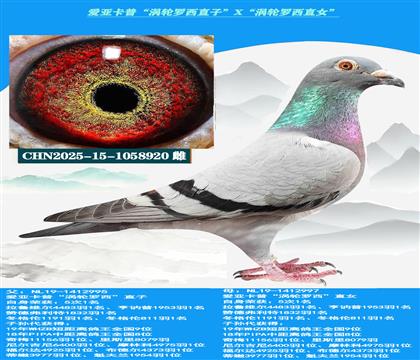 (重点推荐)爱亚卡普“涡轮罗西直子”X“涡轮罗西直女”